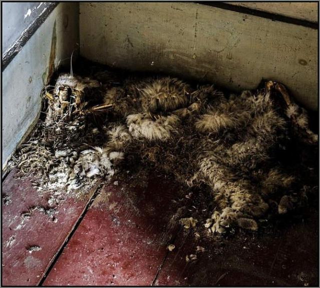 Welcome to Canada, c.1898 photo 4