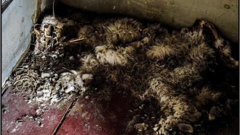 Welcome to Canada, c.1898 photo 4