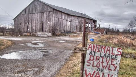 Ride at Your Own Risk - Animals-at-Large12.jpg