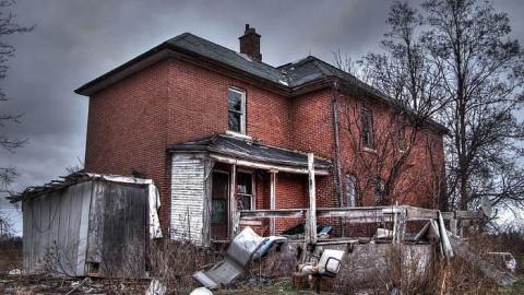 Animals at Large photo 2