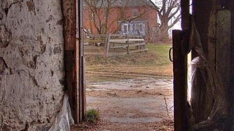 Animals at Large photo 5