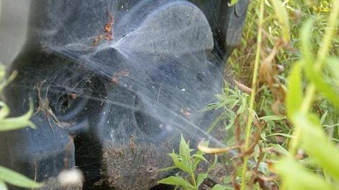 Beauty Destroyed - Rice-House24.jpg