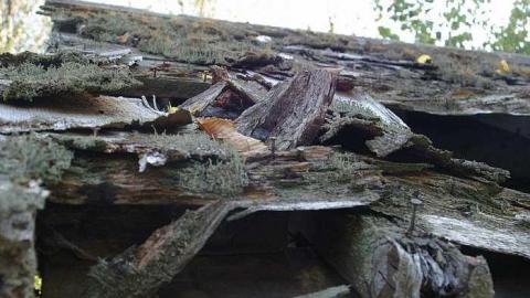 Beauty Destroyed - Rice-House6.jpg