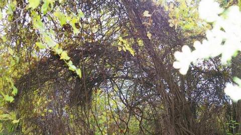 Beauty Destroyed - Rice-House21.jpg