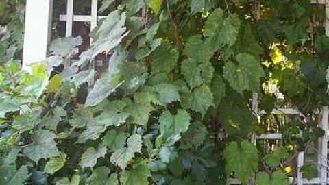 Beauty Destroyed - Rice-House8.jpg