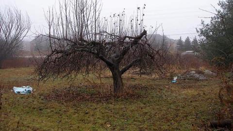 Foggy Christmas Eve - Hopscotch13.jpg