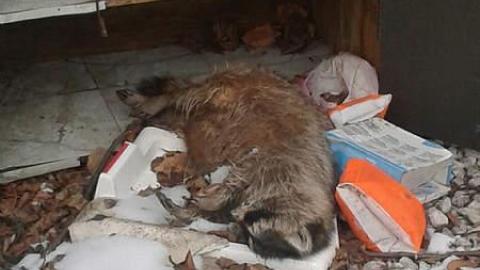 All Three - January 2015 - Mr.-and-Mrs.-Sauga69.jpg