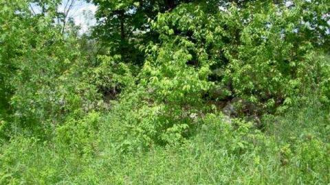 Gallery - Conways7.jpg