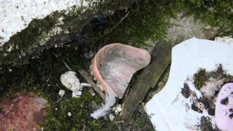 TEETH & MUMMYS - Teviotdale-Farm3.jpg