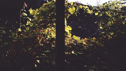 DARNLEY - Darnley-Mill-Crooks-Hollow12.jpg