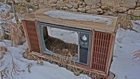 Hide N Seek - DSC08326-cut.jpg