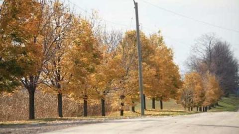 Mount Zion - Mount-Zion21.jpg