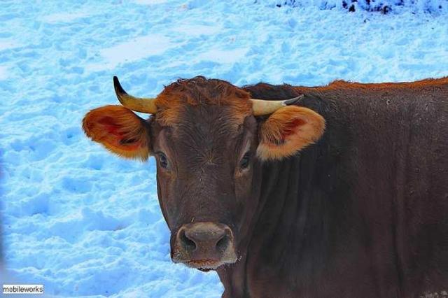 Black Horse Corner Ghost Town - North Dumfries, Ontario