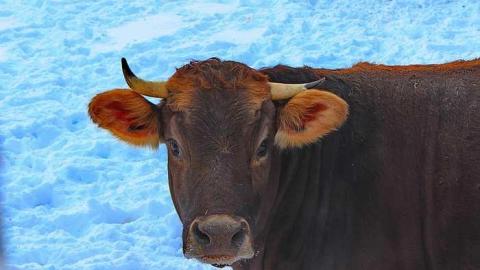 Black Horse Corner Ghost Town - North Dumfries, Ontario