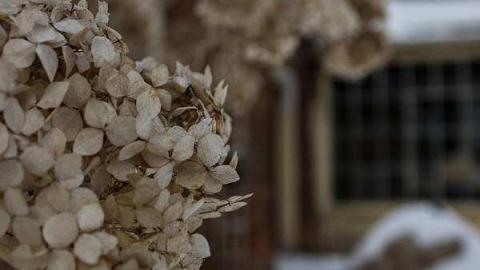 The Playhouse - playhouse winter garden.jpg