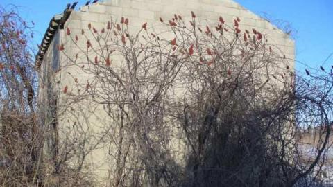 Shed on Morning Sideroad photo 4