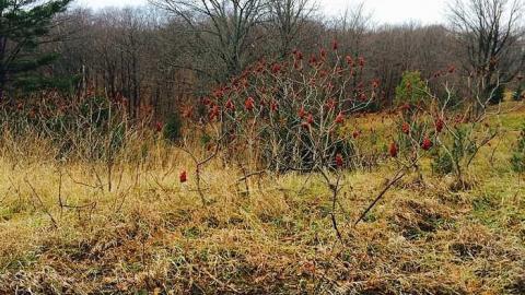 2014 - CFB-Edgar16.jpg