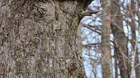 Morningstar - The-Morningstar-Mine78.jpg