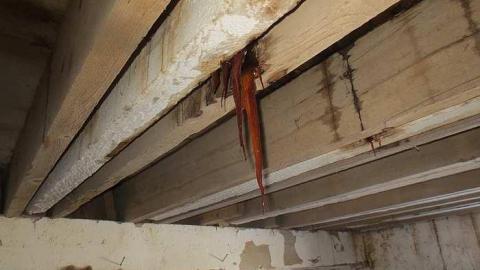 Chilly 2015 - Tall-Red-on-8654.jpg