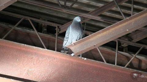 Globey's Cohen Adventure - Cohen-And-Co-Steel-Distributors25.jpg