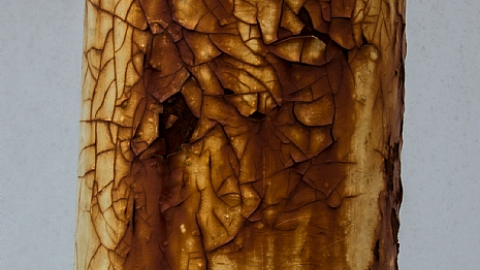 Photo from Close to Home