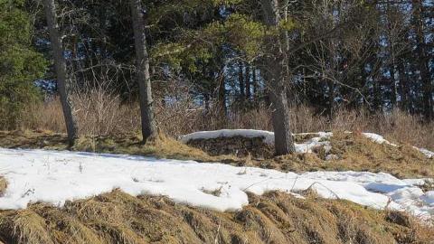 Almost Missed Them - Tiny-Foundations1.jpg