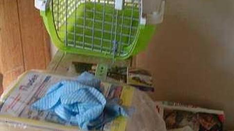 The House - Cat-House29.jpg