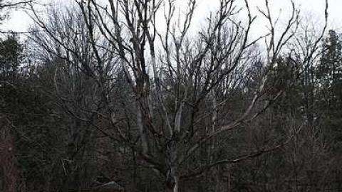Coppers Falls  - Coopers-Falls-Ghost-Town170.jpg
