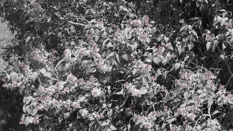 New Camera Pics - Old-Presbyterian-Con.-2-Cemetery32.jpg