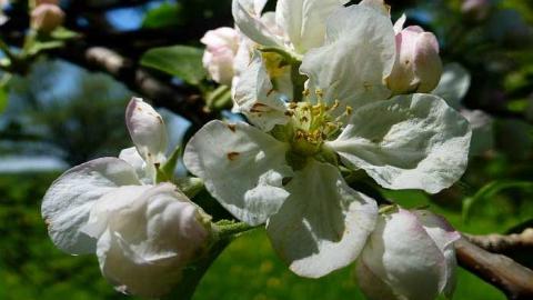 New Camera Pics - Old-Presbyterian-Con.-2-Cemetery21.jpg