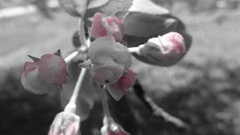 New Camera Pics - Old-Presbyterian-Con.-2-Cemetery23.jpg