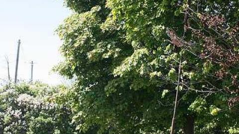 May 2015 - 23May-15C 166.jpg