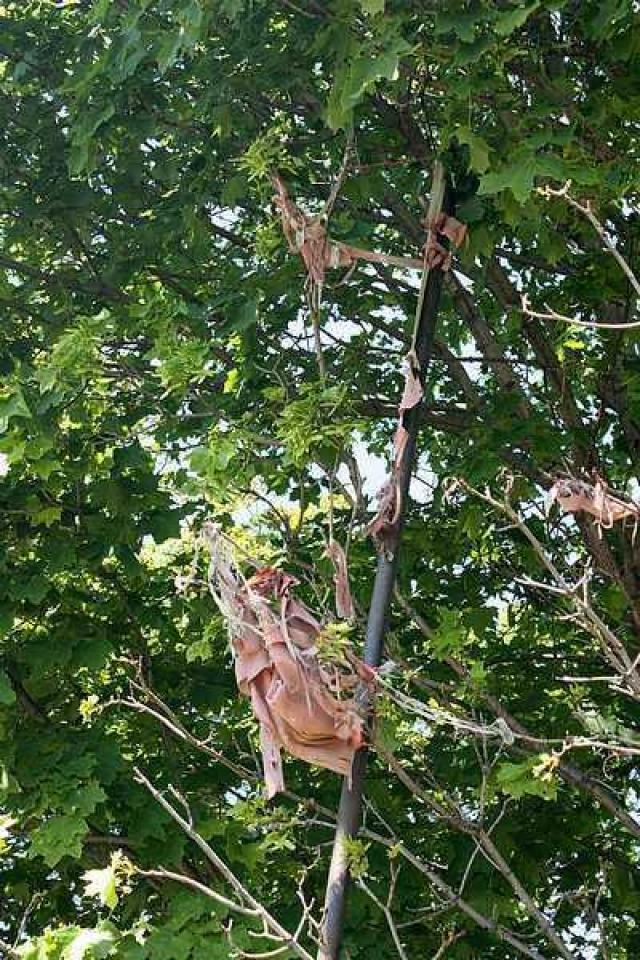 Tattered Flag photo 4