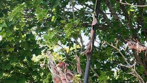 May 2015 - 23May-15C 169.jpg