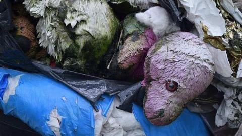 Stuffed Animals Everywhere - DSC_0038.jpg