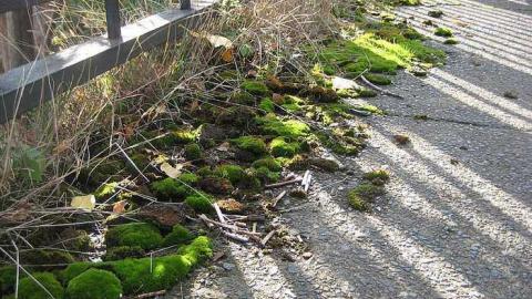 Don River Bridge - Don-River-Bridge26.jpg