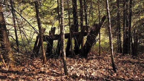 Old Dawson Decay photo 4