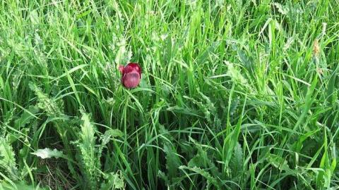 Lilac Beauty  - 20150518172231.jpg