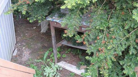 Lilac Beauty  - 20150518172335.jpg