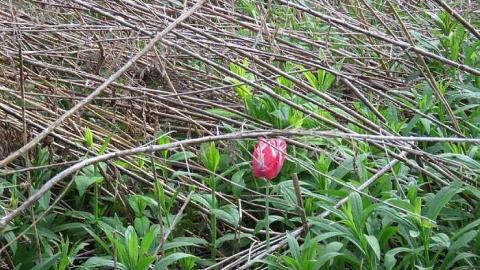 Lilac Beauty  - 20150518172353.jpg