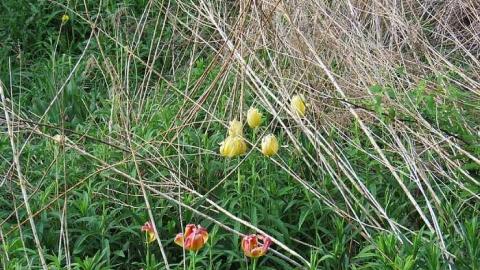Lilac Beauty  - 20150518172449.jpg