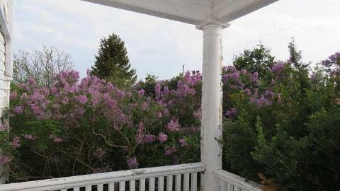 Lilac Beauty  - 20150518172649.jpg