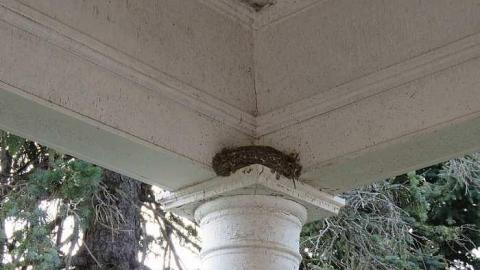 Lilac Beauty  - 20150518172703.jpg