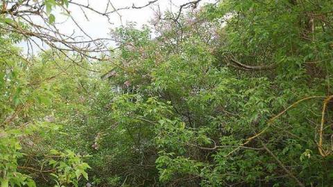 Creepy House - Creepy-House16.jpg