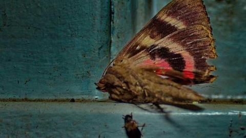 WARFARINE ! MEET'15 - OAP 2015 Meet Adds  abtownset 063.jpg