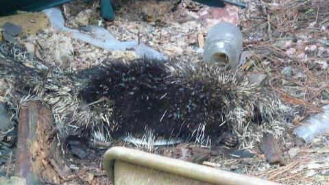 Big Eddy - Big-Eddy6.jpg