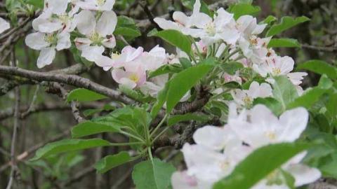 Bethel Cemetery 2015 - Bethel-Cemetery29.jpg