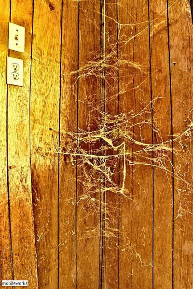 Easy Flow Floors MEET'15 - OAP 2015 Meet Adds  abtownset 091.jpg