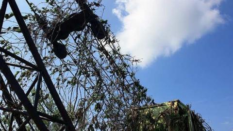 Crane Reclaimed by Nature photo 5