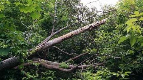 May 2015 - Prince-of-Wales-Bridge3.jpg